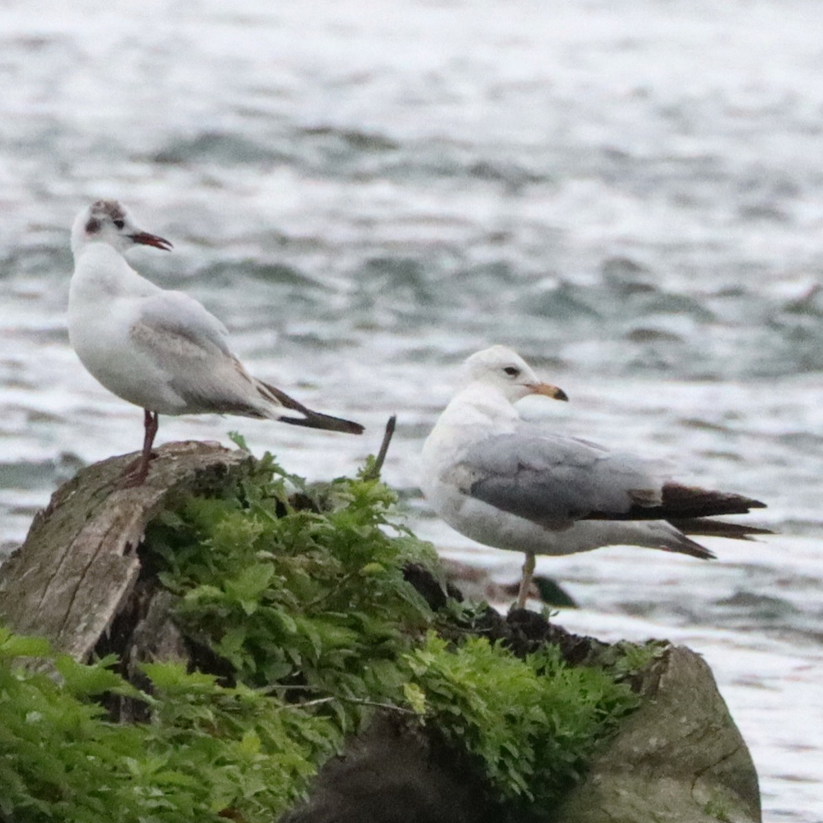 Gaviota Reidora - ML620256884