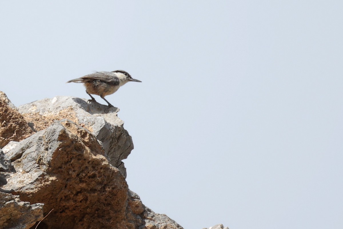 Western Rock Nuthatch - ML620256888