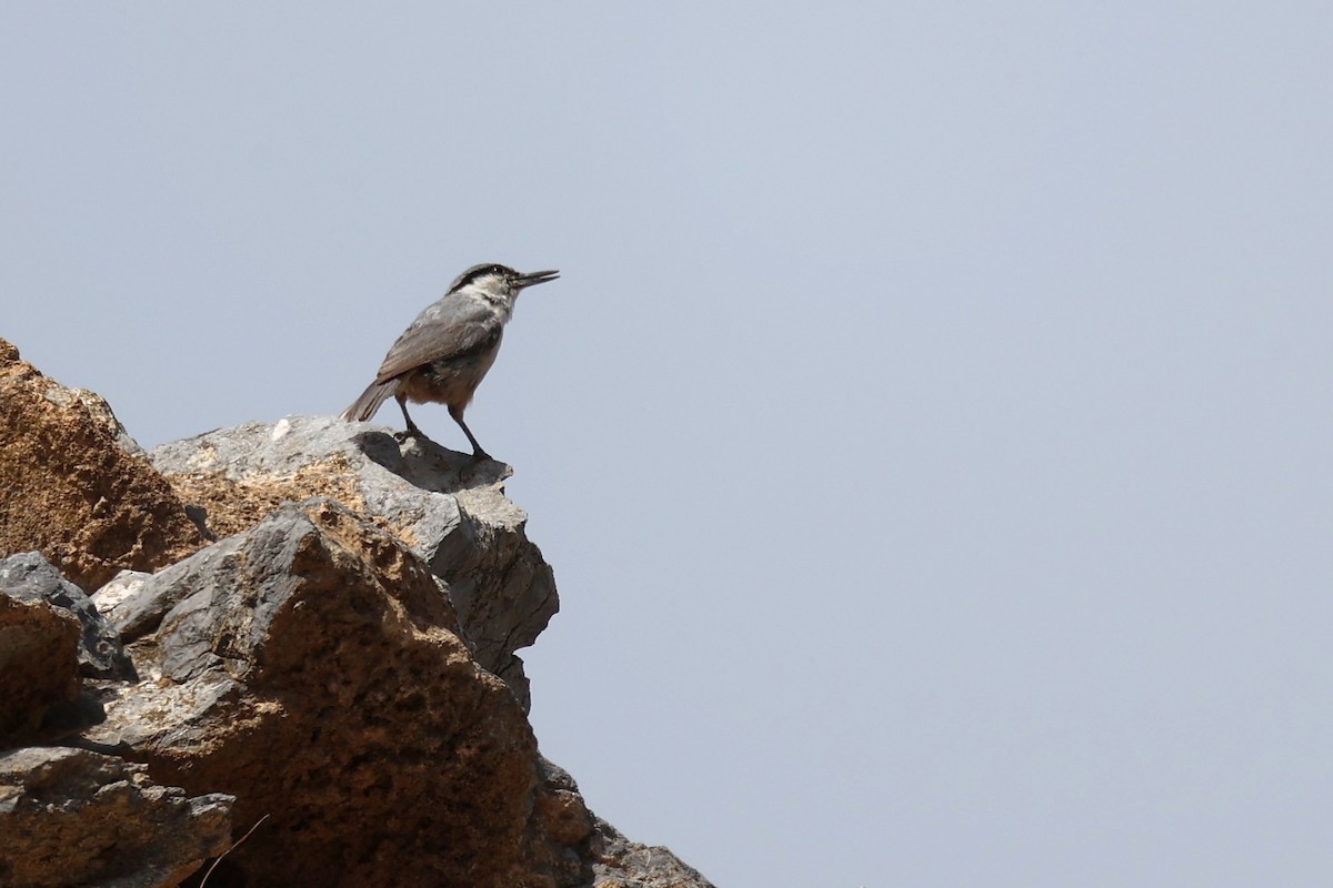 Western Rock Nuthatch - ML620256890