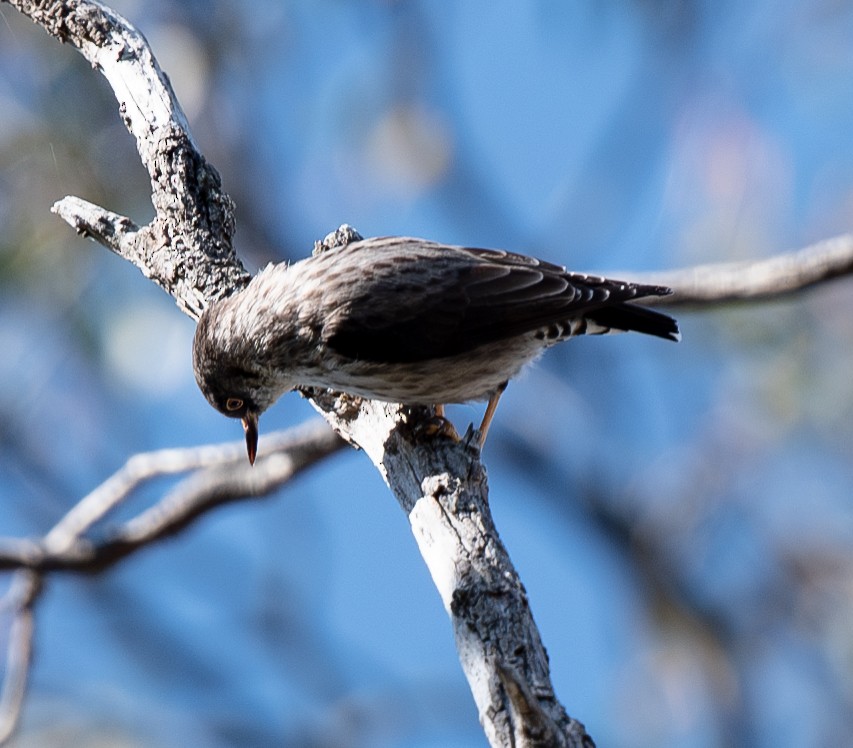 Varied Sittella - ML620256894