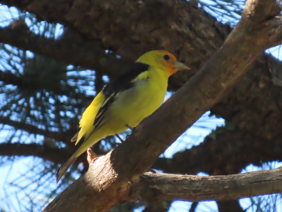 Western Tanager - ML620256896