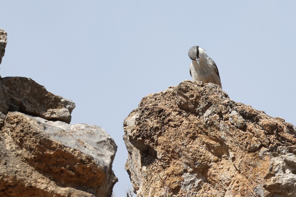 Western Rock Nuthatch - ML620256901