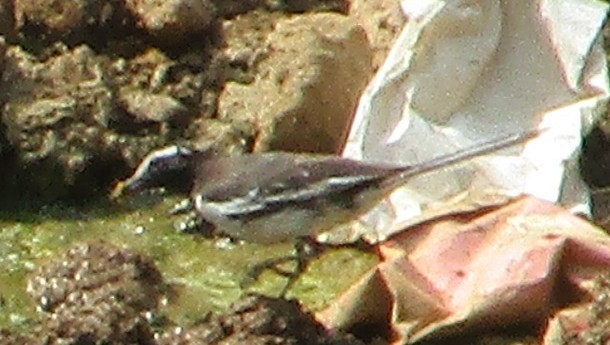 White-browed Wagtail - ML620256904