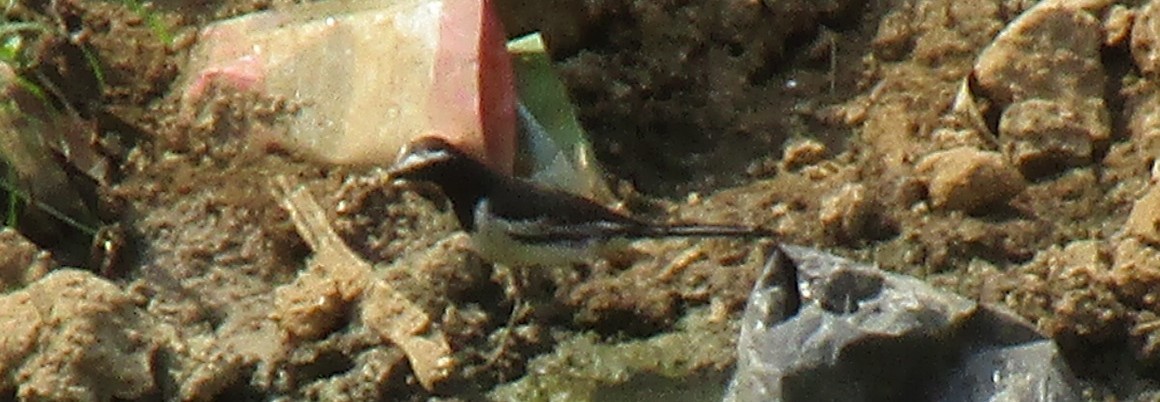 White-browed Wagtail - ML620256905