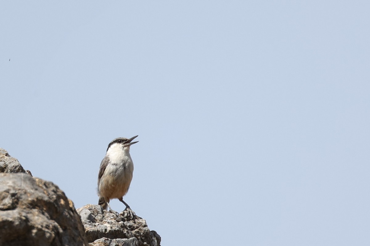 Western Rock Nuthatch - ML620256907