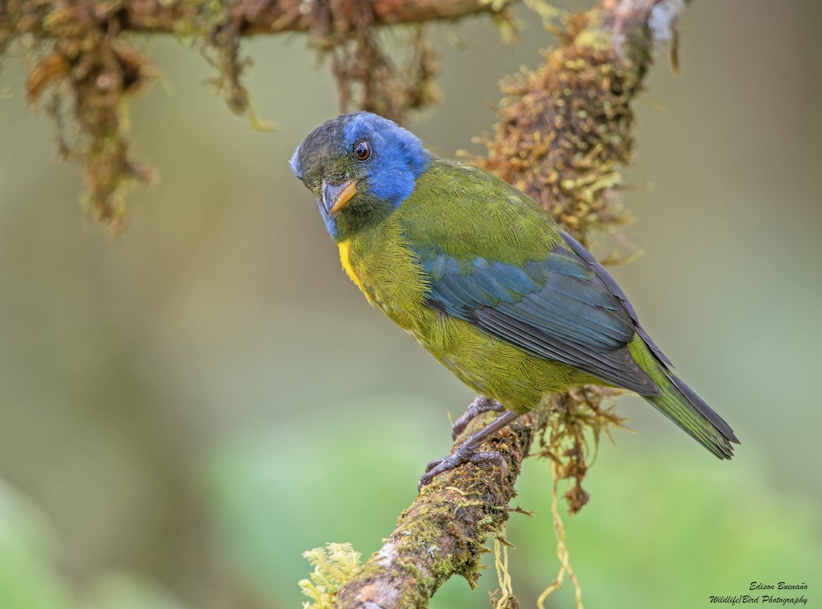 Moss-backed Tanager - ML620256914