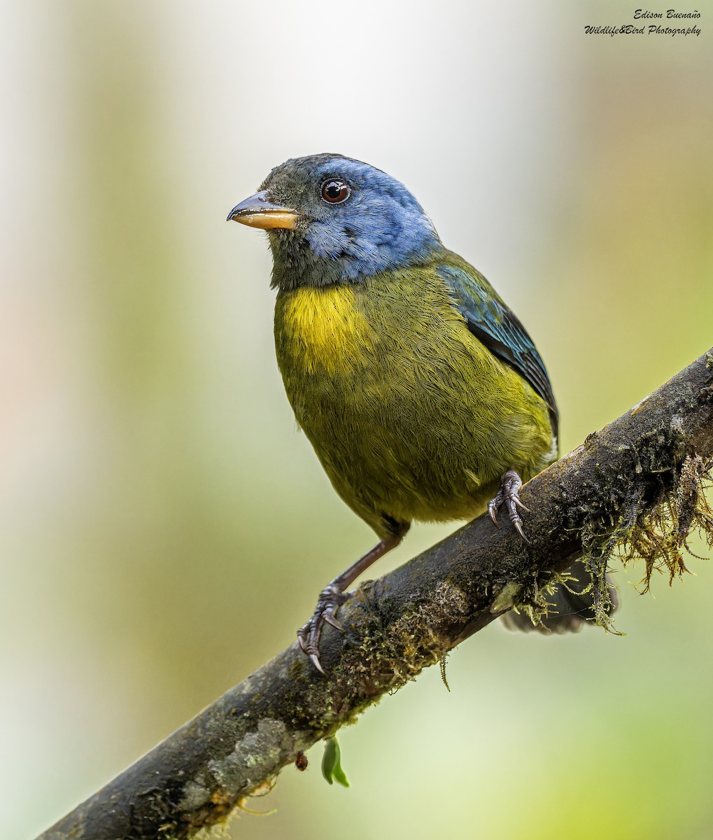 Moss-backed Tanager - ML620256915