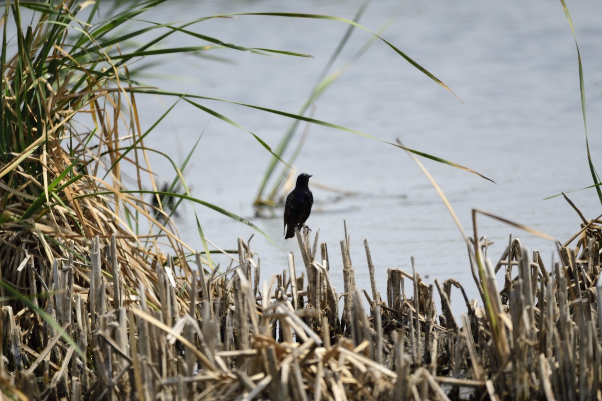 European Starling - ML620256929