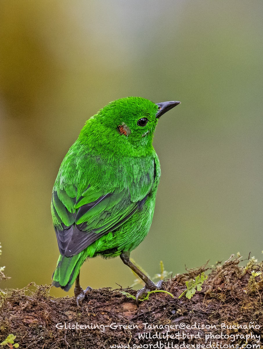 Glistening-green Tanager - ML620256947