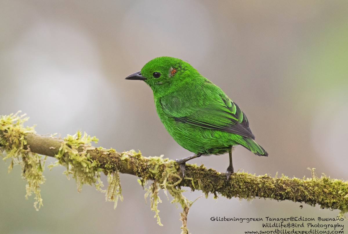 Glistening-green Tanager - ML620256948