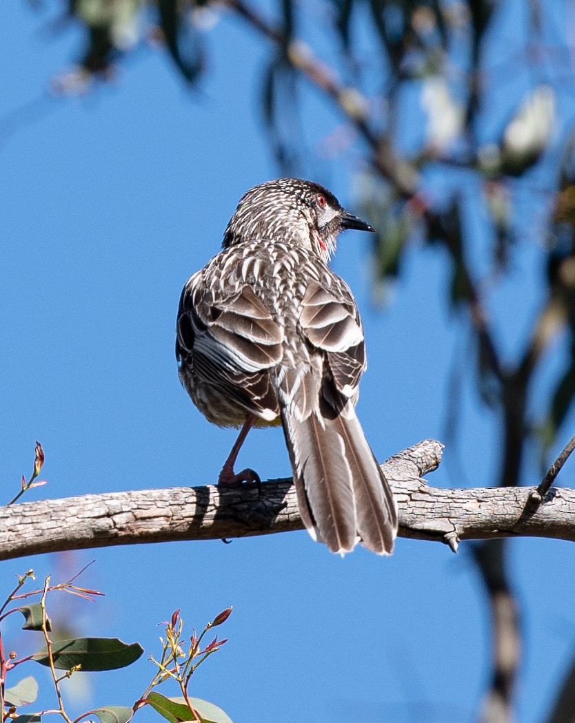 Red Wattlebird - ML620256952