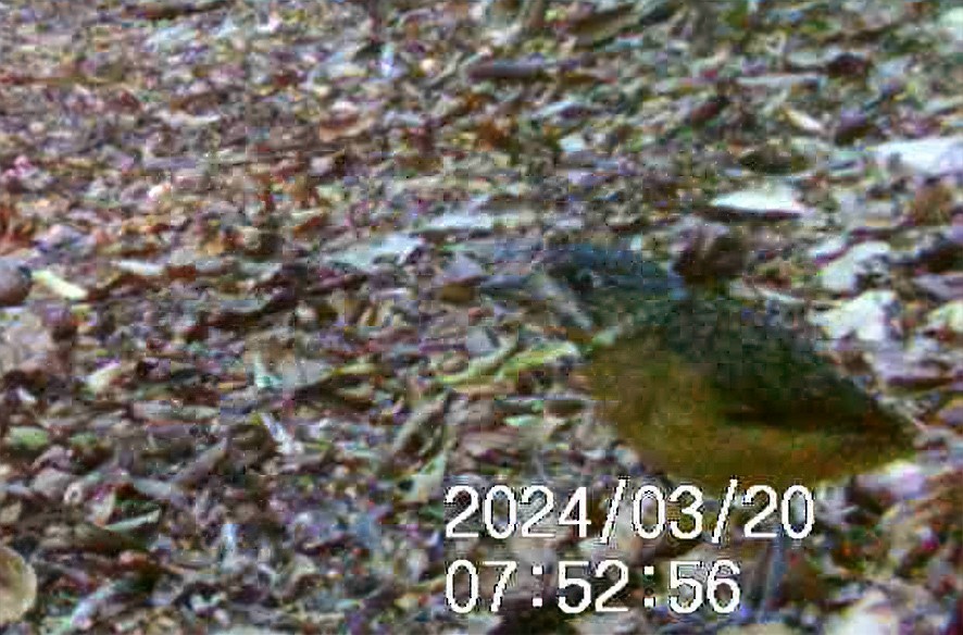 Scaled Antpitta (guatimalensis Group) - ML620256953