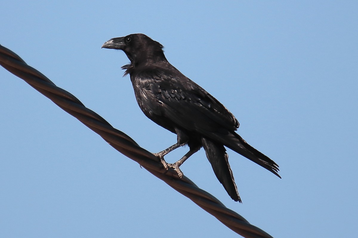 Common Raven - ML620256954