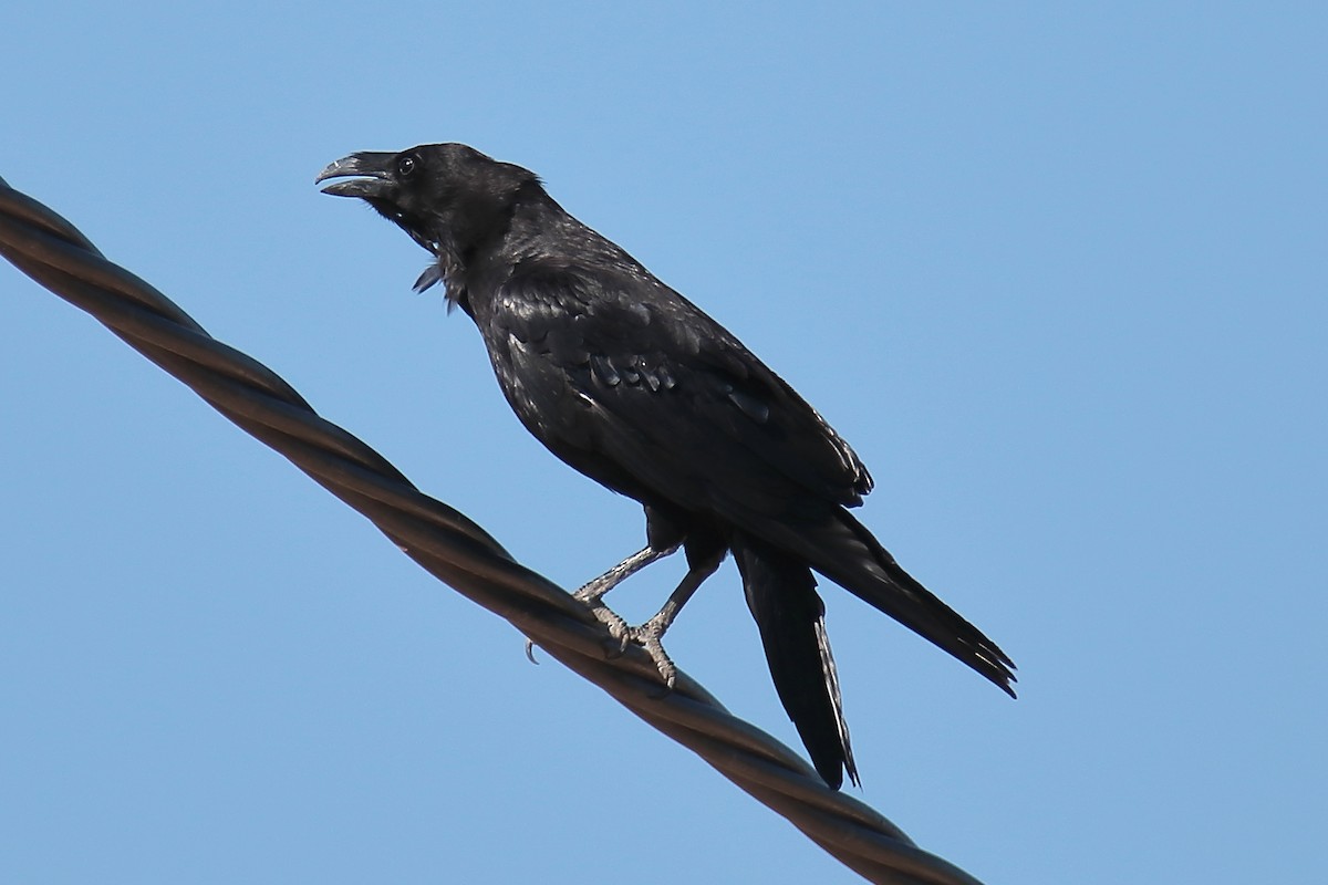 Common Raven - ML620256955