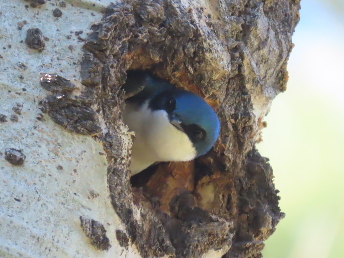 Tree Swallow - ML620256965