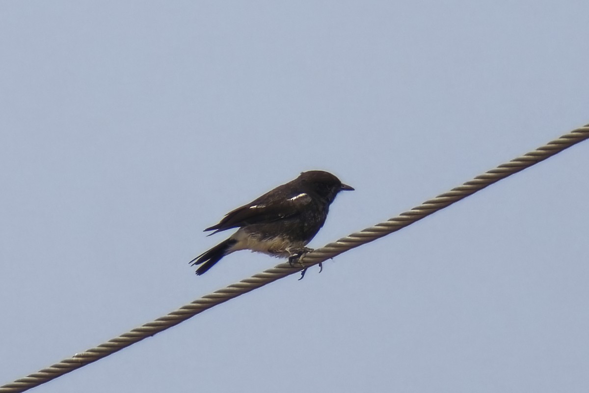 Pied Bushchat - ML620256966