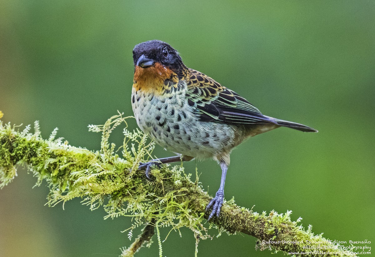 Rufous-throated Tanager - ML620256967