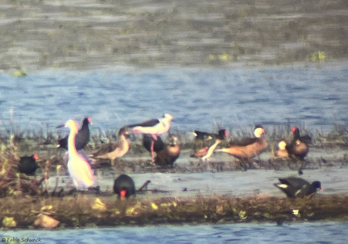 Yellow-billed Teal - ML620256971