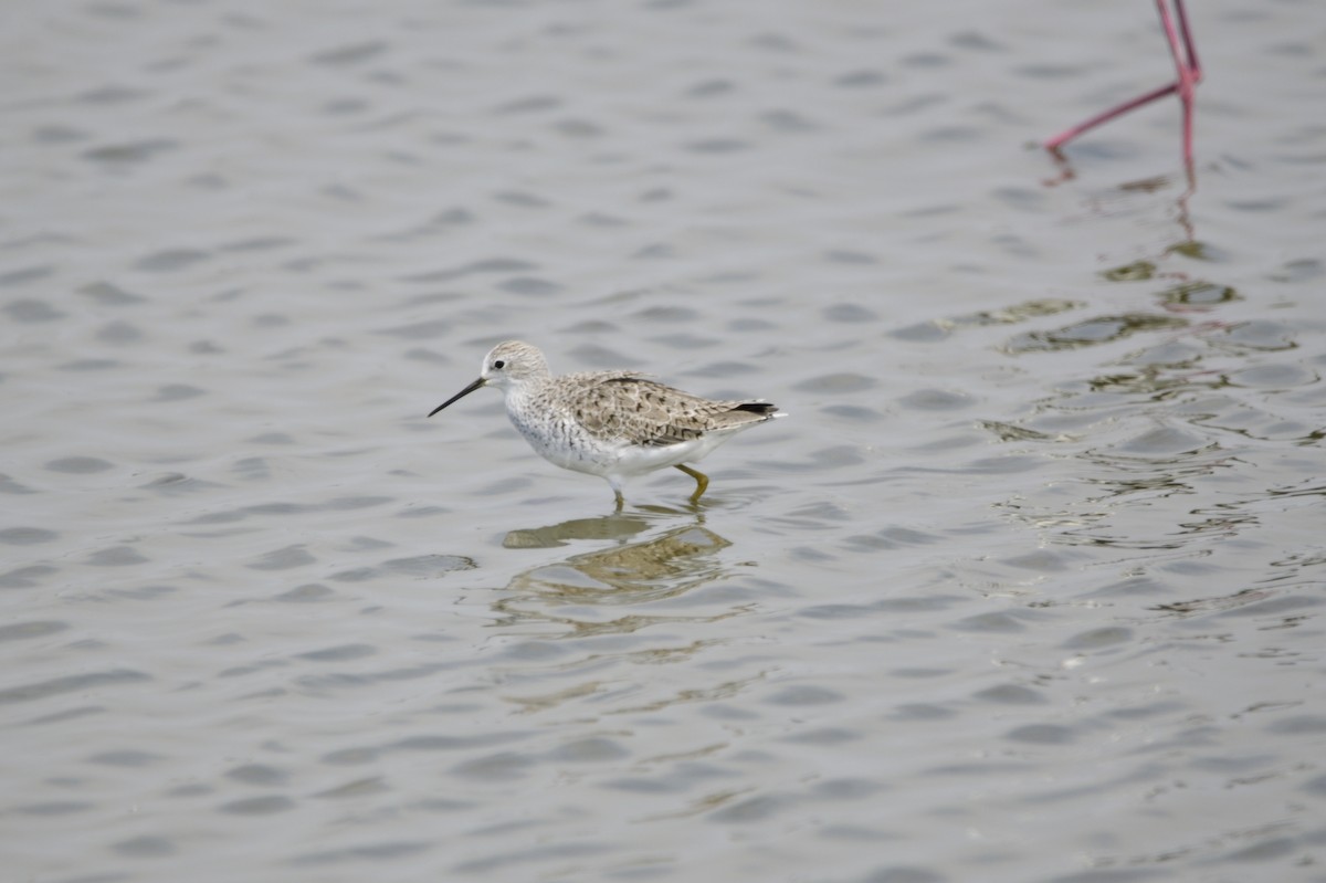 Marsh Sandpiper - ML620256973