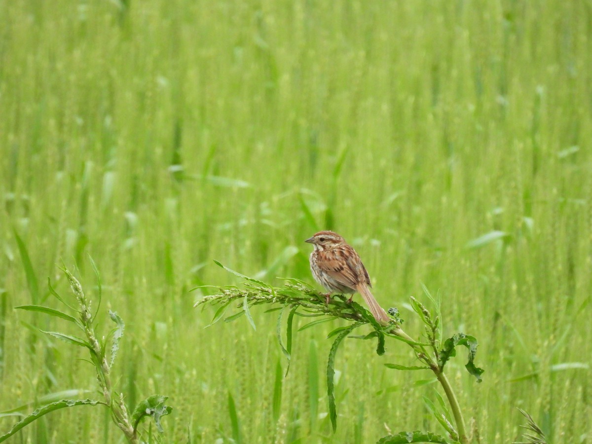 Song Sparrow - ML620256977