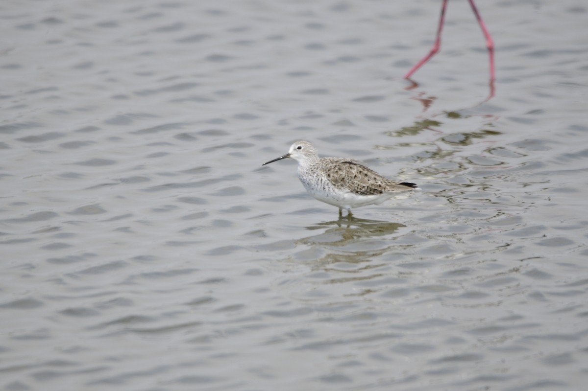 Marsh Sandpiper - ML620256980