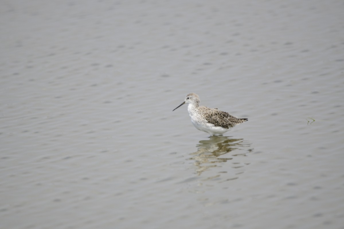 Marsh Sandpiper - ML620256981