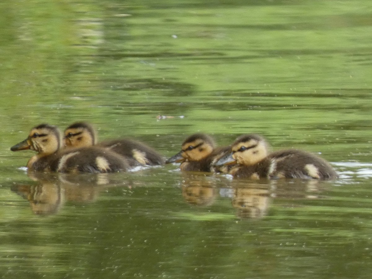 Canard colvert - ML620256982