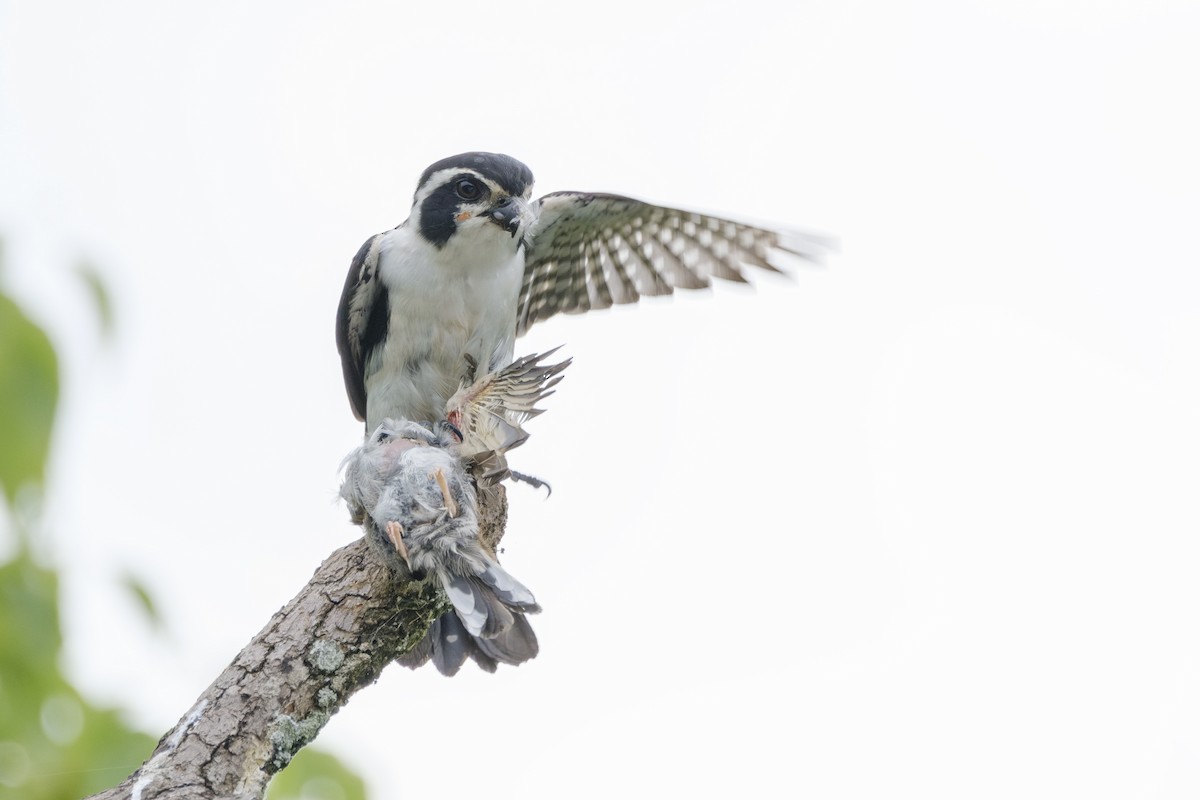 Pied Falconet - ML620256984