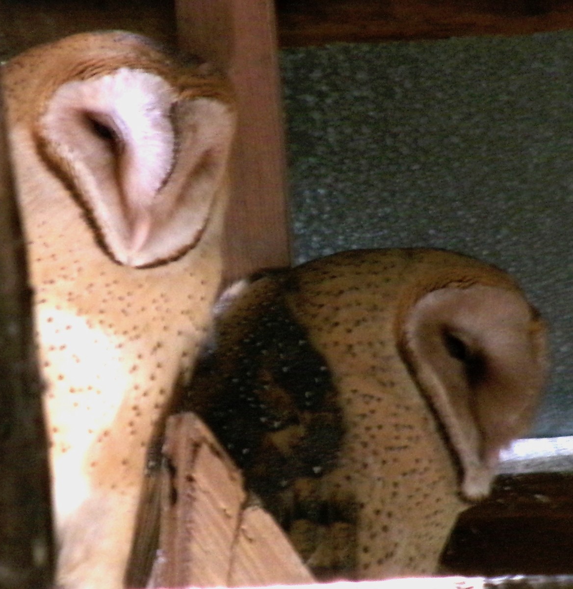 Barn Owl - ML620256986