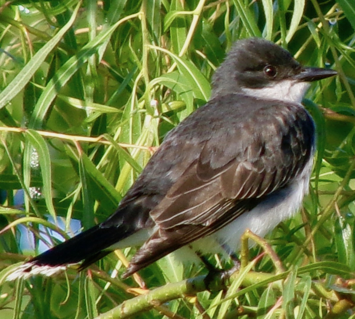 Eastern Kingbird - ML620256991