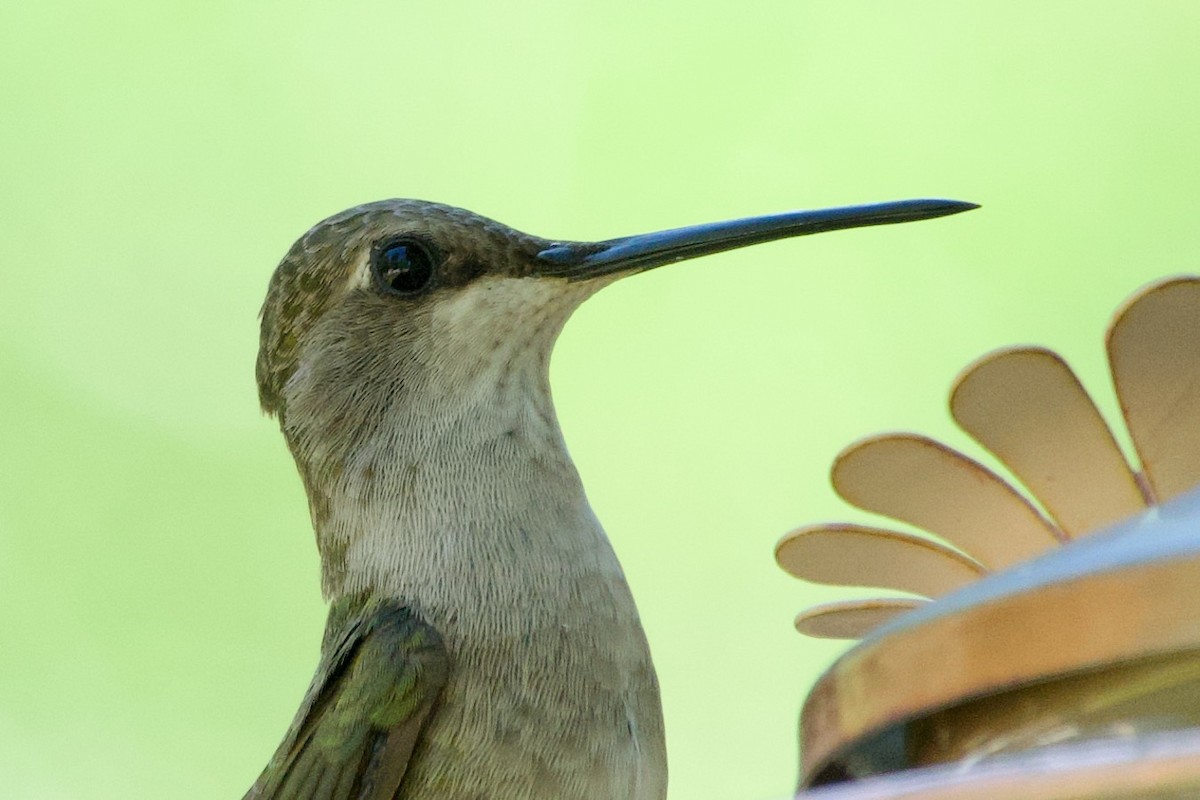 Black-chinned Hummingbird - ML620256998
