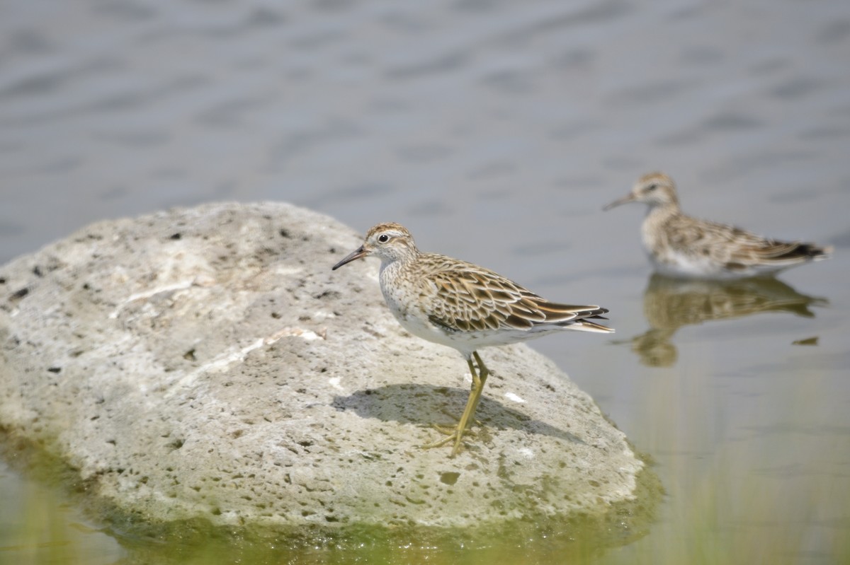 Sharp-tailed Sandpiper - ML620257004