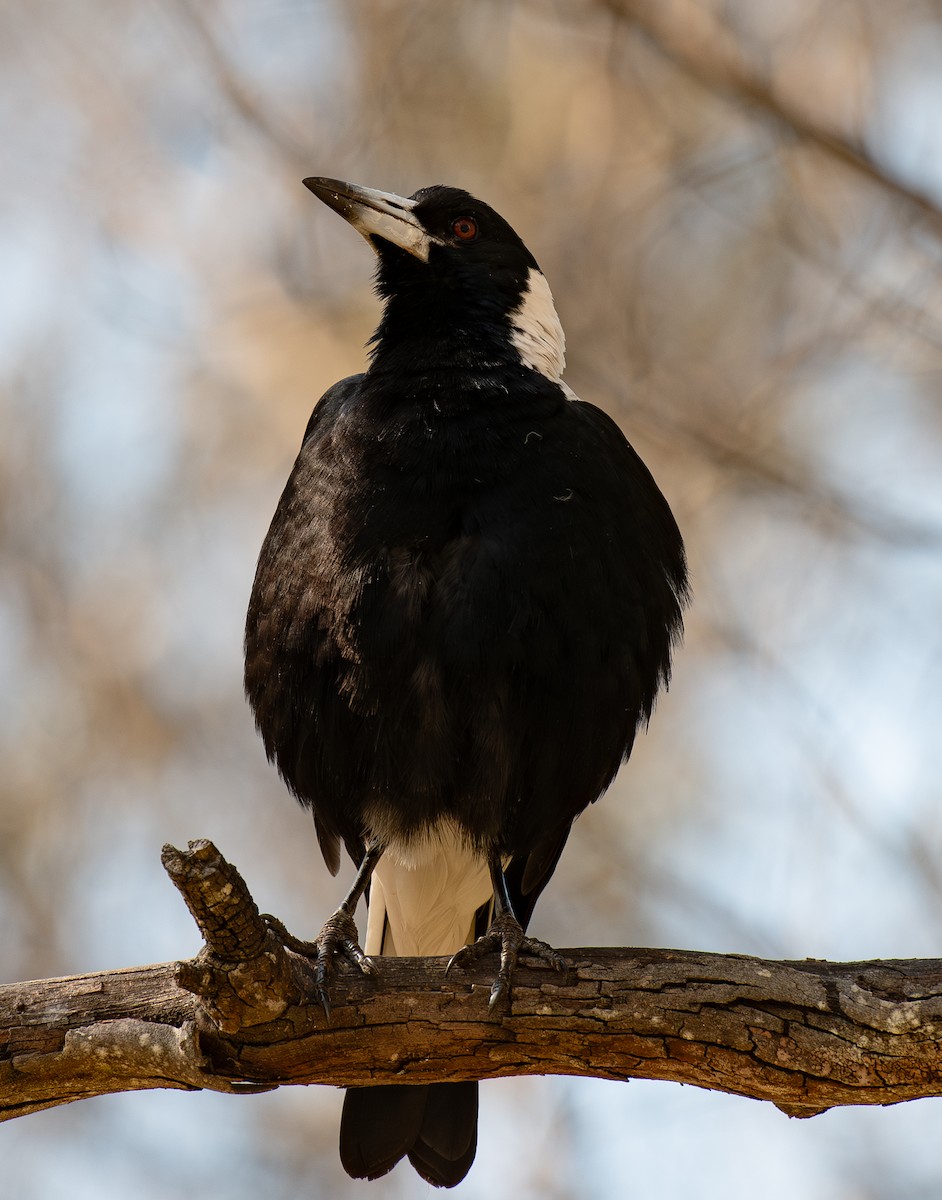 Australian Magpie - ML620257010