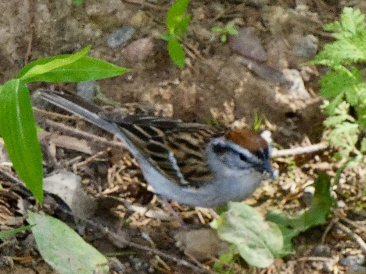 Chipping Sparrow - ML620257011
