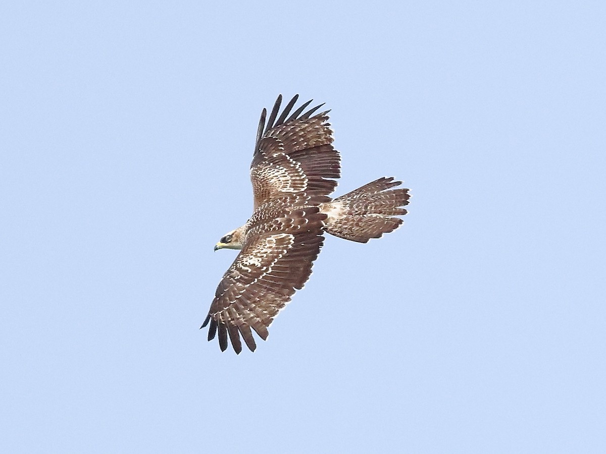 Oriental Honey-buzzard - ML620257012