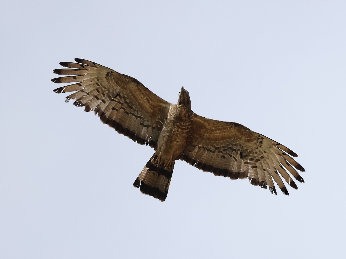 Oriental Honey-buzzard - ML620257014