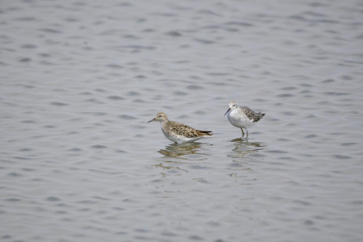 Sharp-tailed Sandpiper - ML620257015