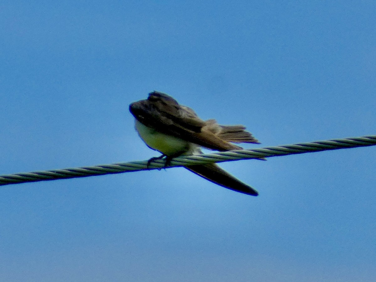 Tree Swallow - ML620257019