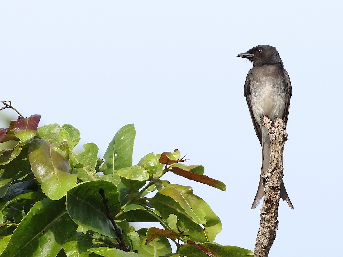 Drongo Ventriblanco - ML620257020