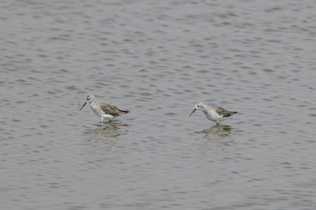 Marsh Sandpiper - ML620257022