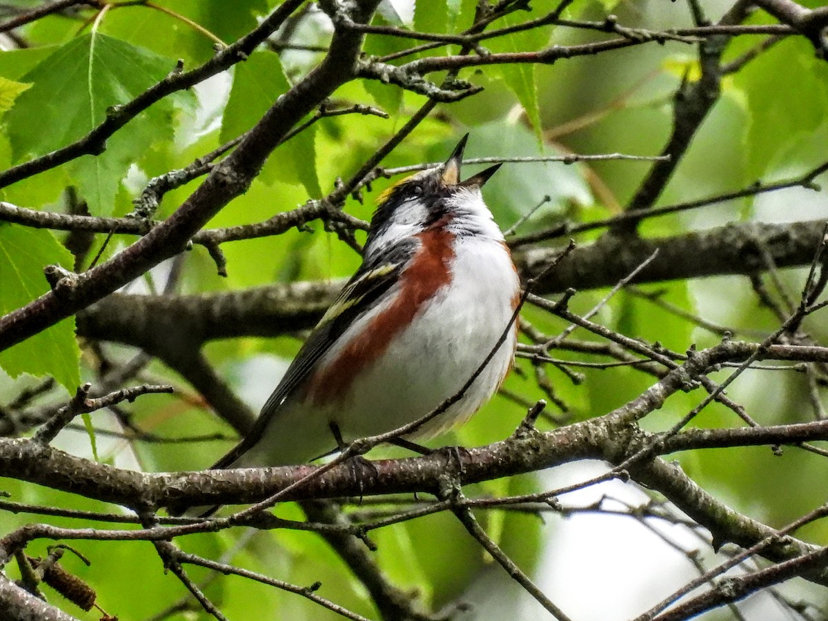 Chestnut-sided Warbler - ML620257026