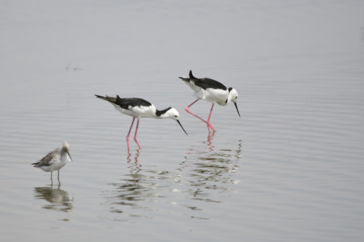 Pied Stilt - ML620257030