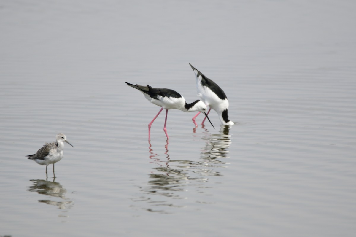 Pied Stilt - ML620257031