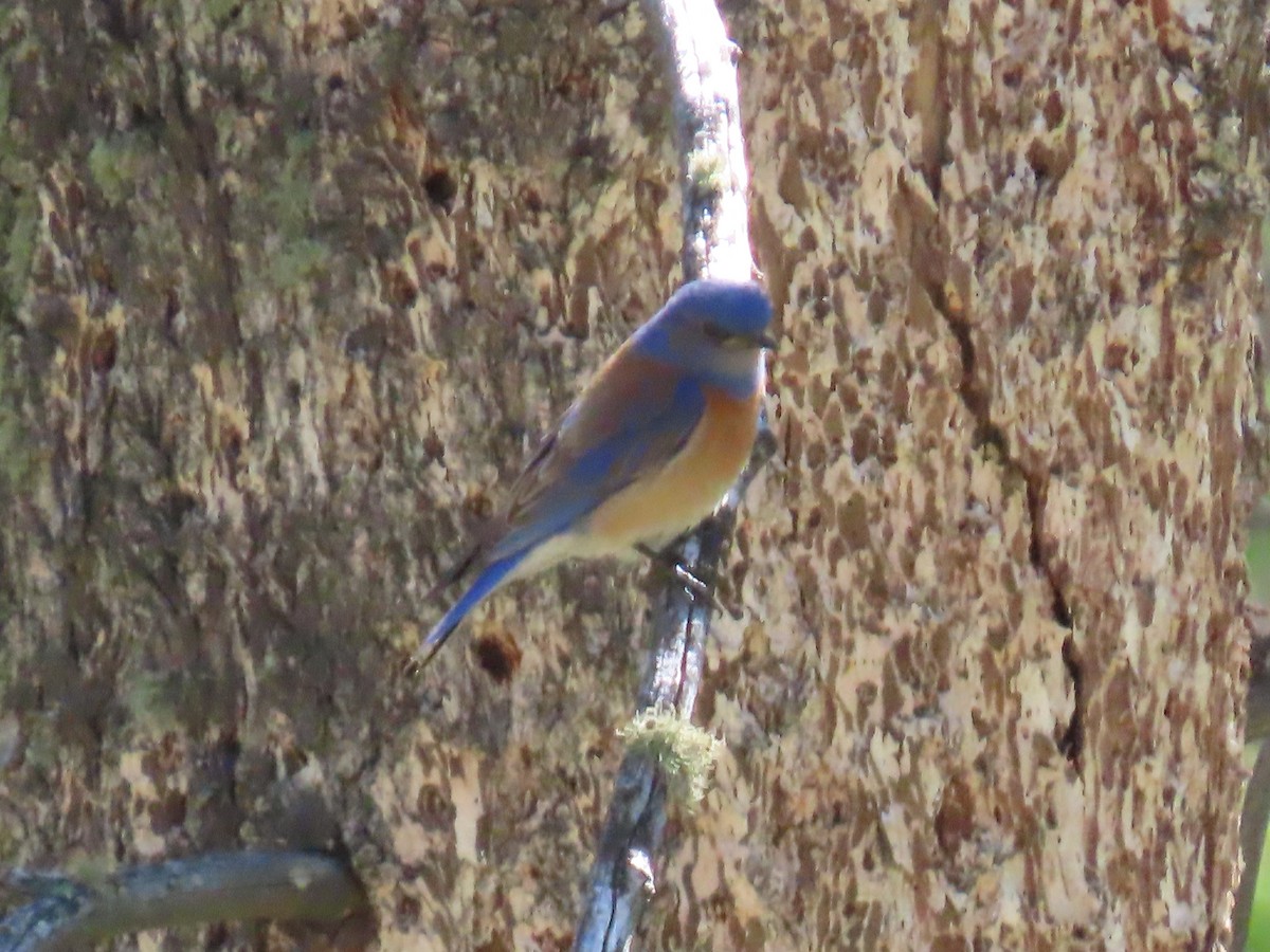 Western Bluebird - ML620257032