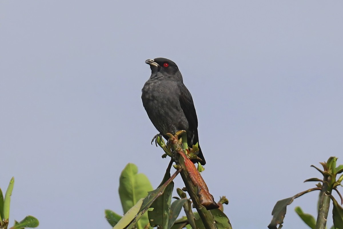 Cotinga Crestirrojo - ML620257034