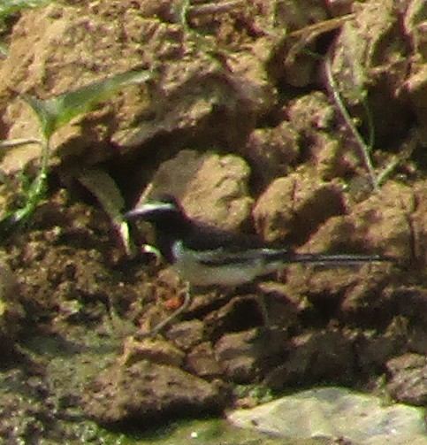 White-browed Wagtail - ML620257040