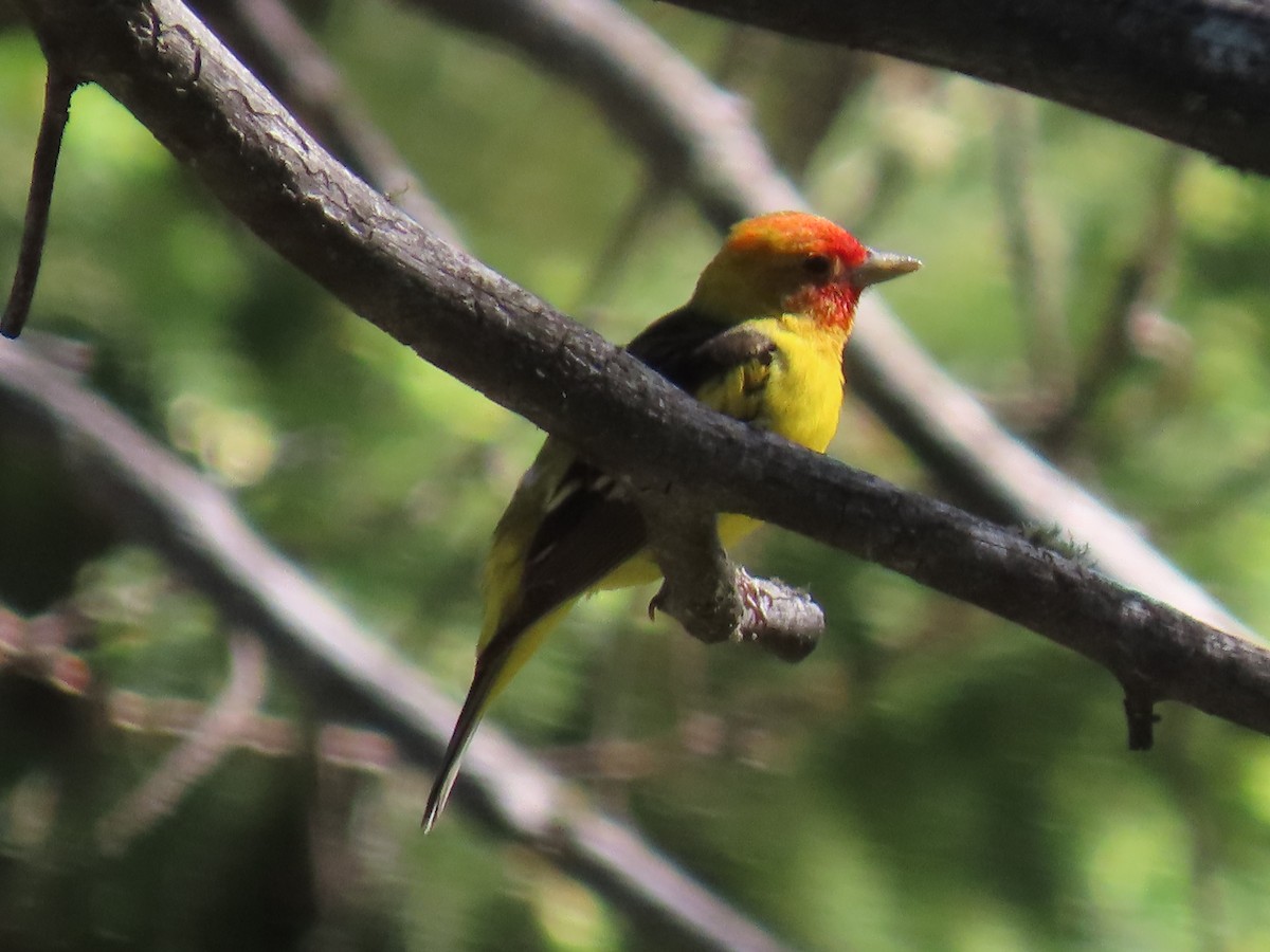 Western Tanager - ML620257042