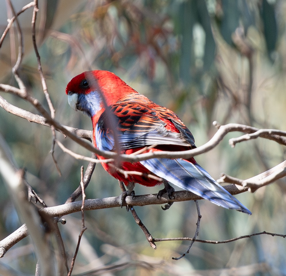 Crimson Rosella - Tania Splawa-Neyman