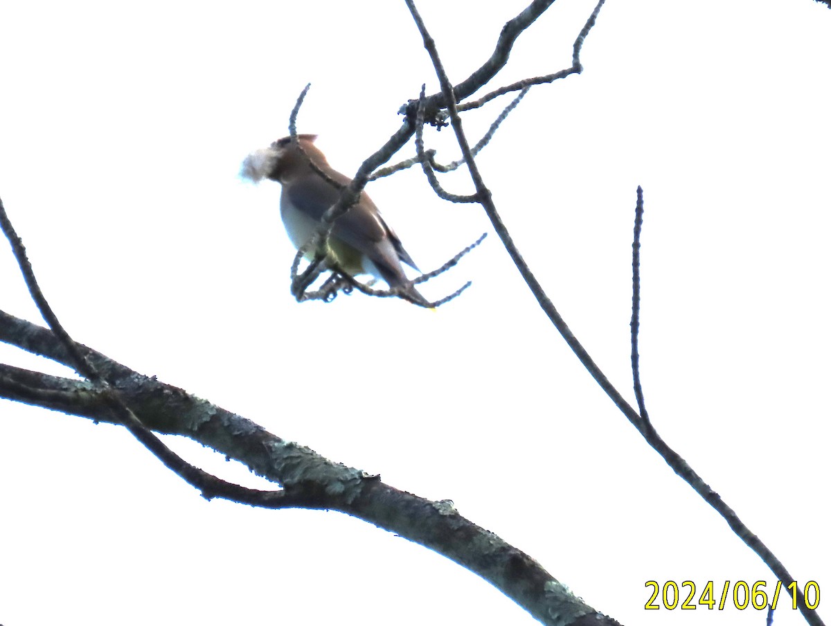 Cedar Waxwing - ML620257051