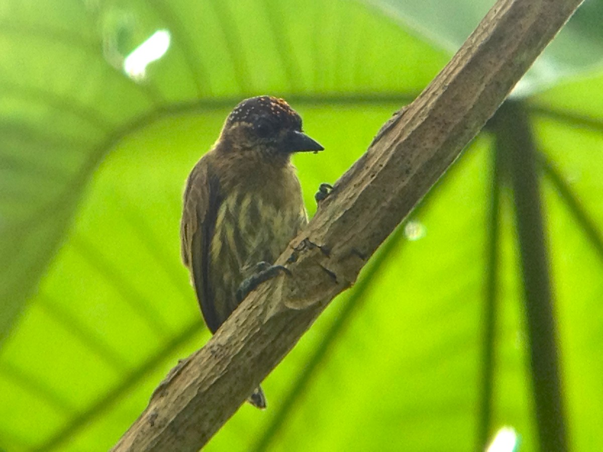 Olivaceous Piculet - ML620257055